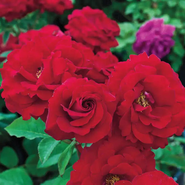 Guernys Roses Rose Bushes For Sale | Gurney's Seed & Nursery Co. – Gurneys