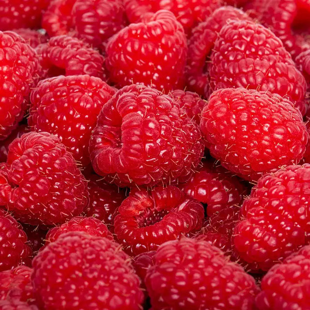 Buy Raspberry Raspberry Plants For Sale | Gurney's Seed & Nursery Co.