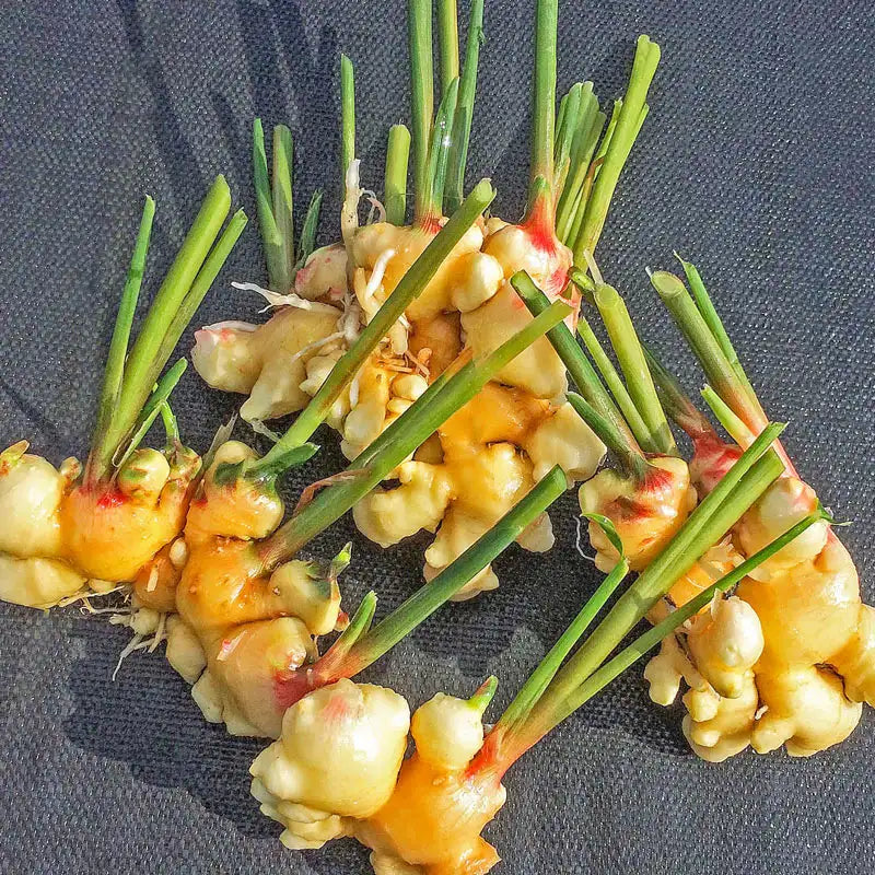 ginger plant seeds Ginger Plant