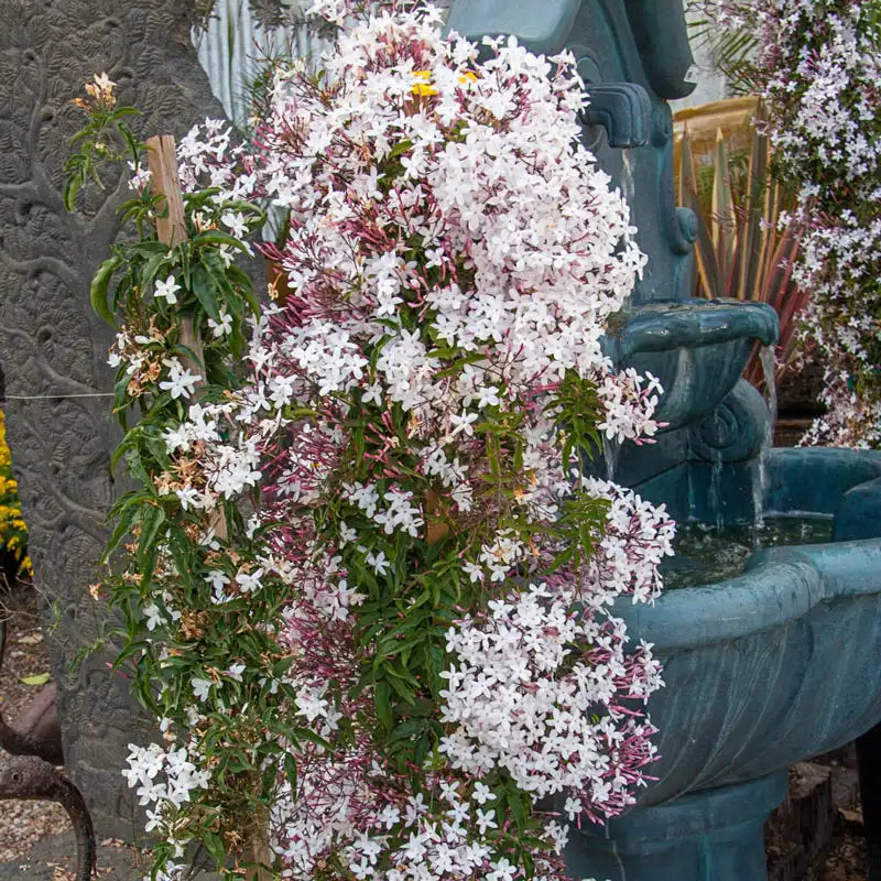 pink jasmine house plant Pink Jasmine