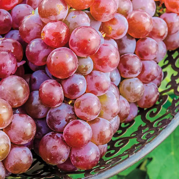 Tickled Pink™ Grape Vine | Gurney's Seed & Nursery Co. Tickled Pink™ Grape Vine | Gurney's Seed & Nursery Co.