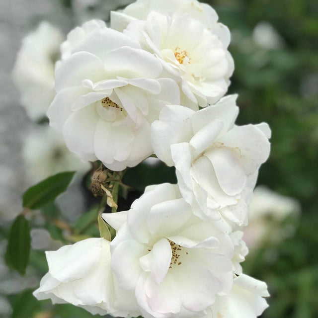 John F. Kennedy Hybrid Tea Rose
