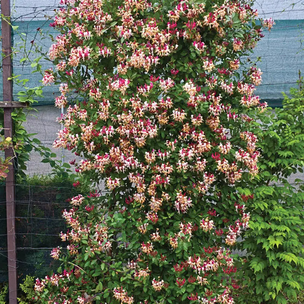 honeysuckle indoor plant Fragrant Cloud Honeysuckle