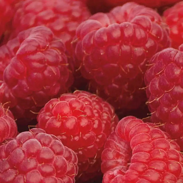 Sweet Repeat Red Raspberry | Gurney's Seed & Nursery Co.