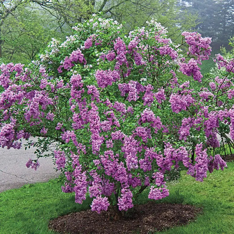 lavender lady lilac tree Lilac Sunday Lilac Plant