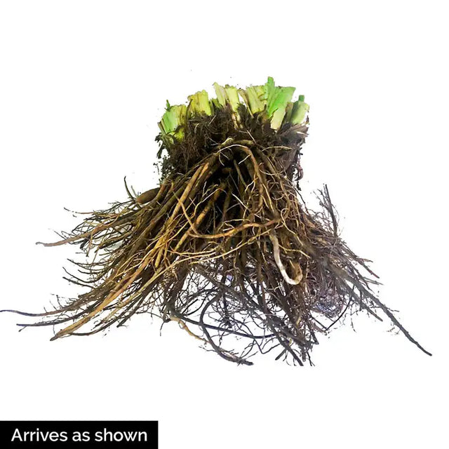 Scottish Fantasy Reblooming Daylily