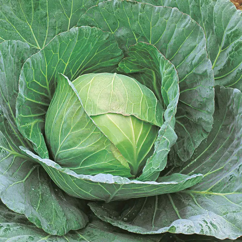 Cheers Hybrid Cabbage | Gurney's Seed & Nursery Co.