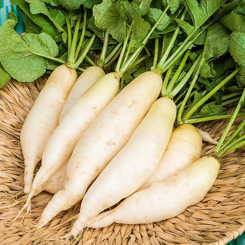 white radish seeds to plant White Icicle Summer Radish Seed