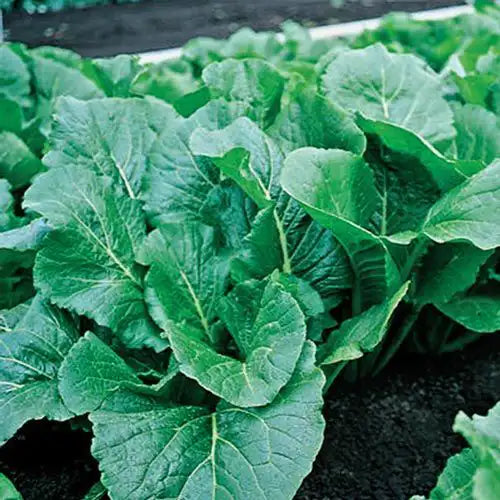 turnip greens seeds planting Alamo Hybrid Turnip Greens Seed