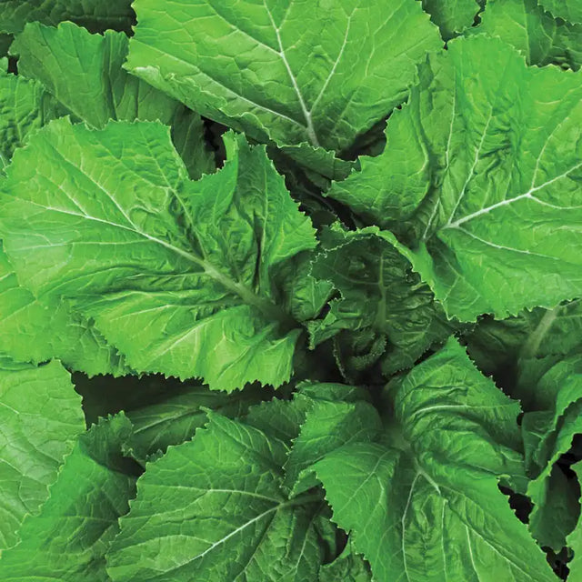 Florida Broadleaf Mustard Green