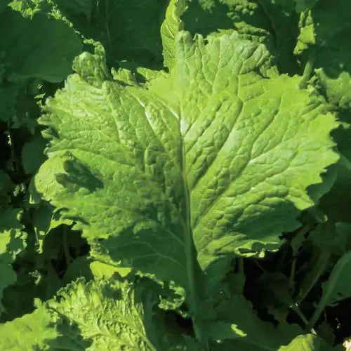 1000 Southern Giant Curled Mustard Seeds 2.5 Grams of Seeds Heirloom 1000 Southern Giant Curled Mustard Seeds 2.5 Grams of Seeds Heirloom