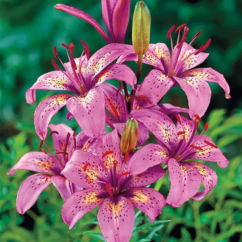 purple tiger lily meaning Silly Girl Lily