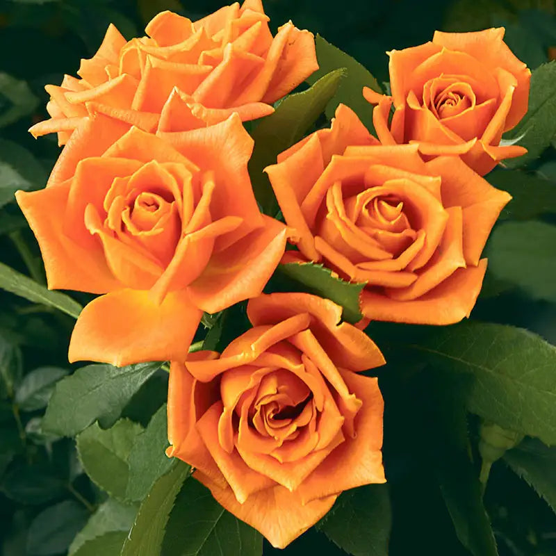 Guernys Roses Pumpkin Patch Floribunda Rose | Gurney's Seed & Nursery Co.