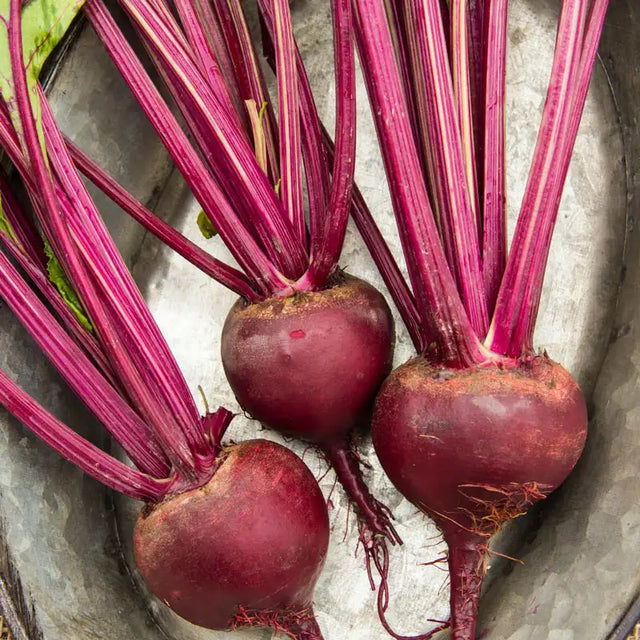Beet Multi Beet Seeds and Plants for Sale | Gurney's Seed & Nursery Co.