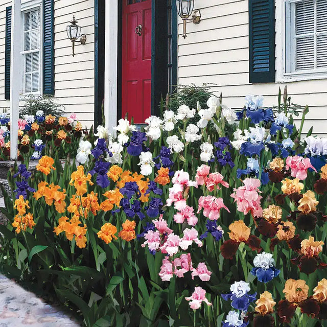 Rainbow Reblooming Iris Mix