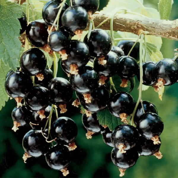 black currant seeds for planting Consort Black Currant