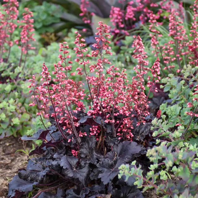Timeless Night Heuchera