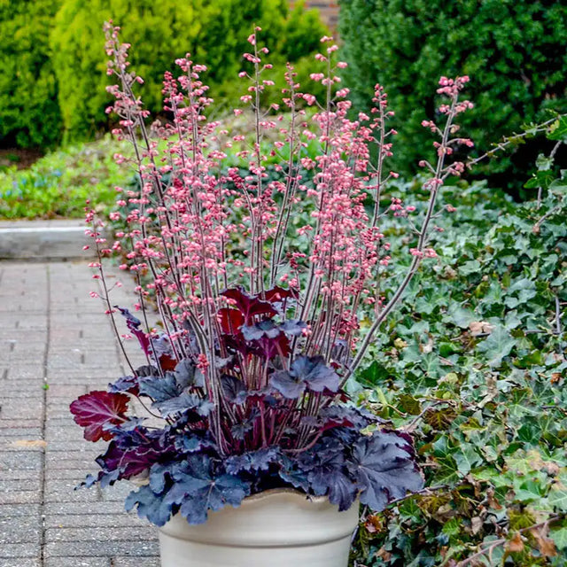 Timeless Night Heuchera