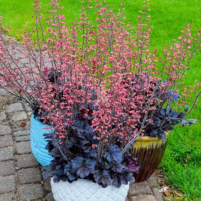 Timeless Night Heuchera