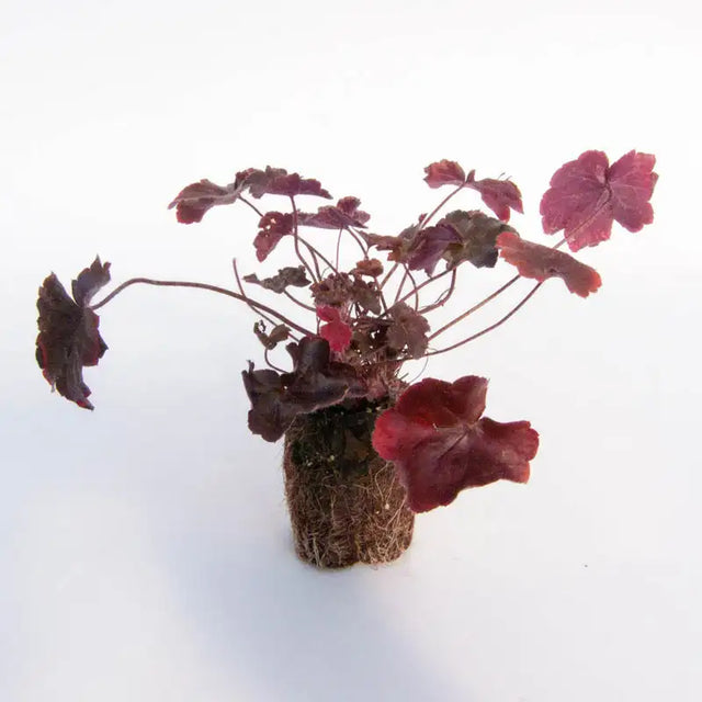 Timeless Night Heuchera