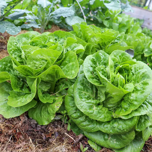 lettuce Xalbadora Mini Romaine Lettuce | Gurney's Seed & Nursery Co.