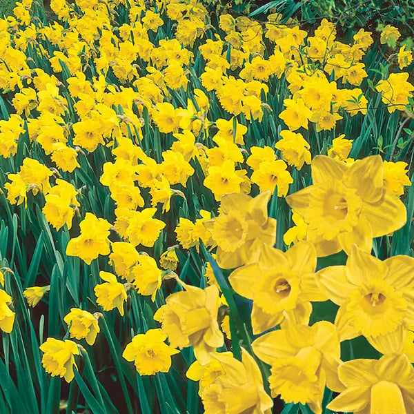 Yellow Naturalizing Daffodils | Gurney's Seed & Nursery Co.