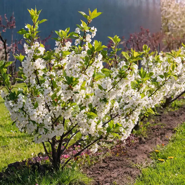 Cutie Pie Dwarf Cherry | Gurney's Seed & Nursery Co.