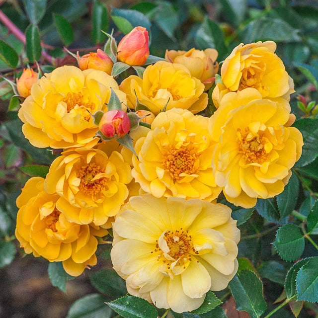 Half Sunshine Happy Trails™ Groundcover Rose