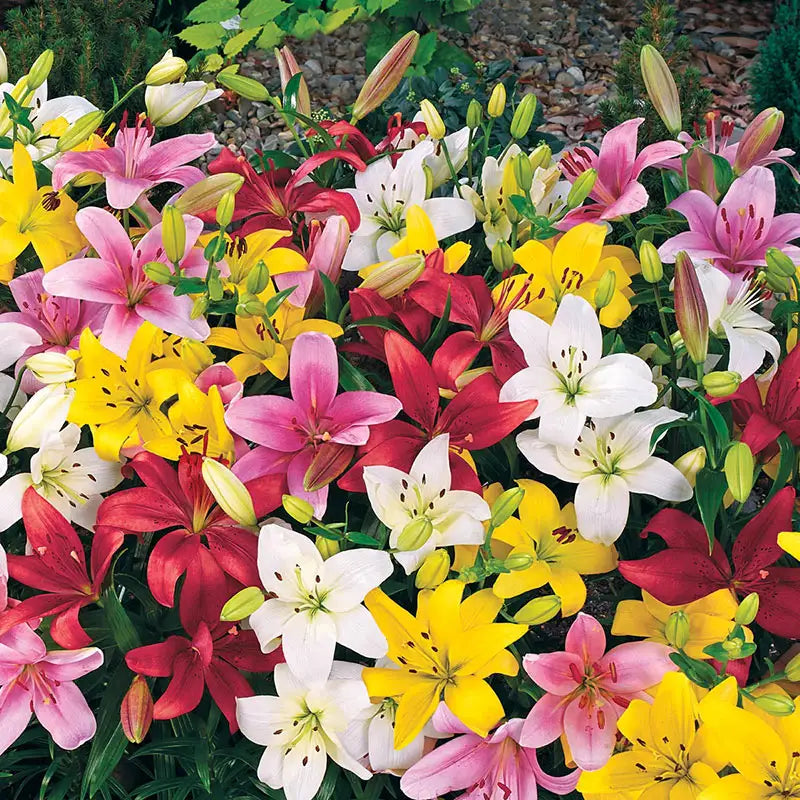 white carpet border lily Carpet Border Lily Mixture