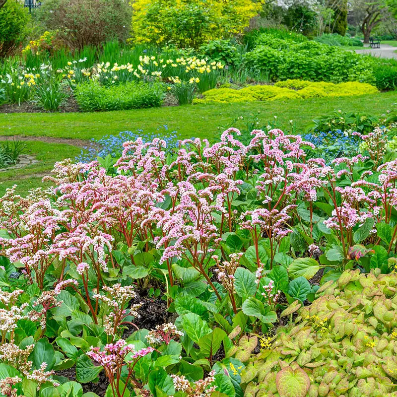 elephant ears plant bergenia Bergenia