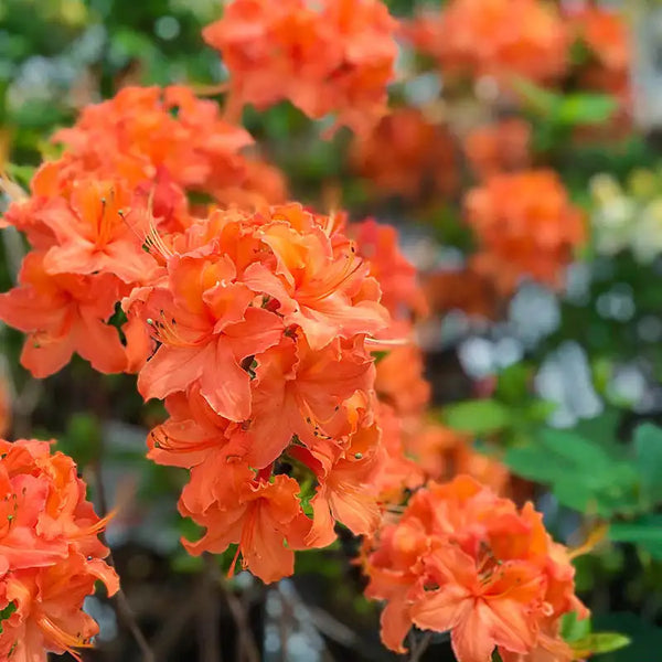 Mandarin Lights Hardy Azalea | Gurney's Seed & Nursery Co.