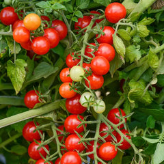 Candyland Red Tomato | Gurney's Seed & Nursery Co.
