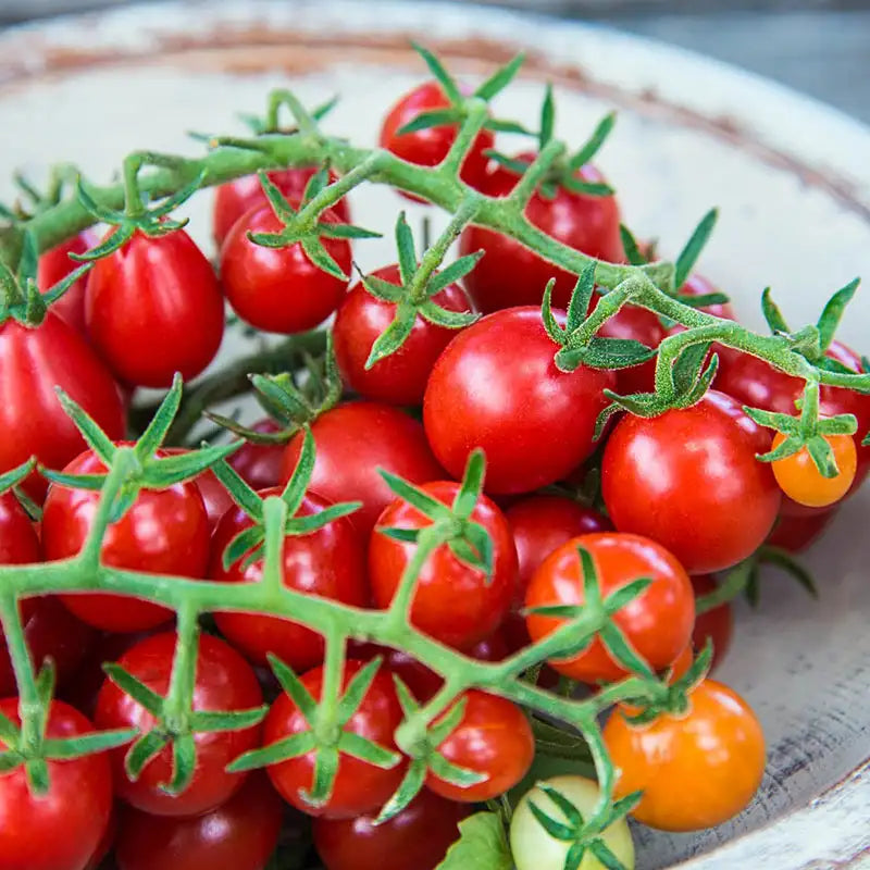 Candyland Red Tomato | Gurney's Seed & Nursery Co. Candyland Red Tomato | Gurney's Seed & Nursery Co.
