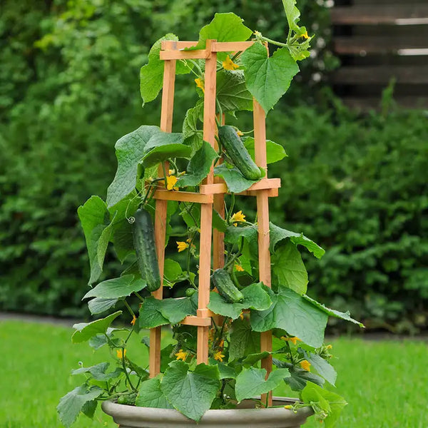 cucumber planter box with trellis Patio Snacker Slicing Cucumber