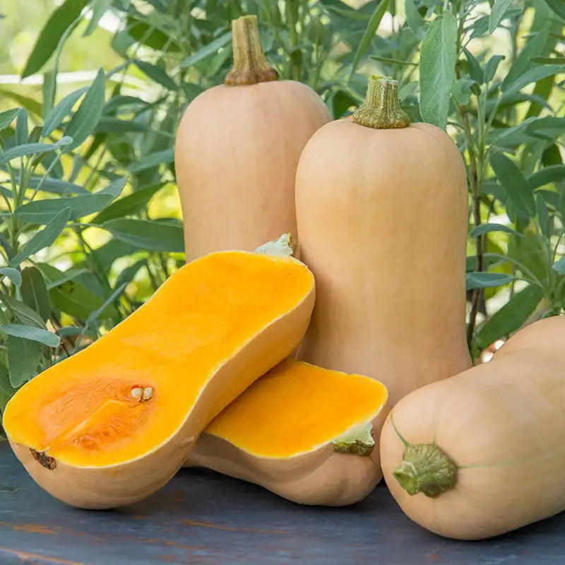 Graster Waltham Butternut Improved Winter Squash | Gurney's Seed & Nursery Co.