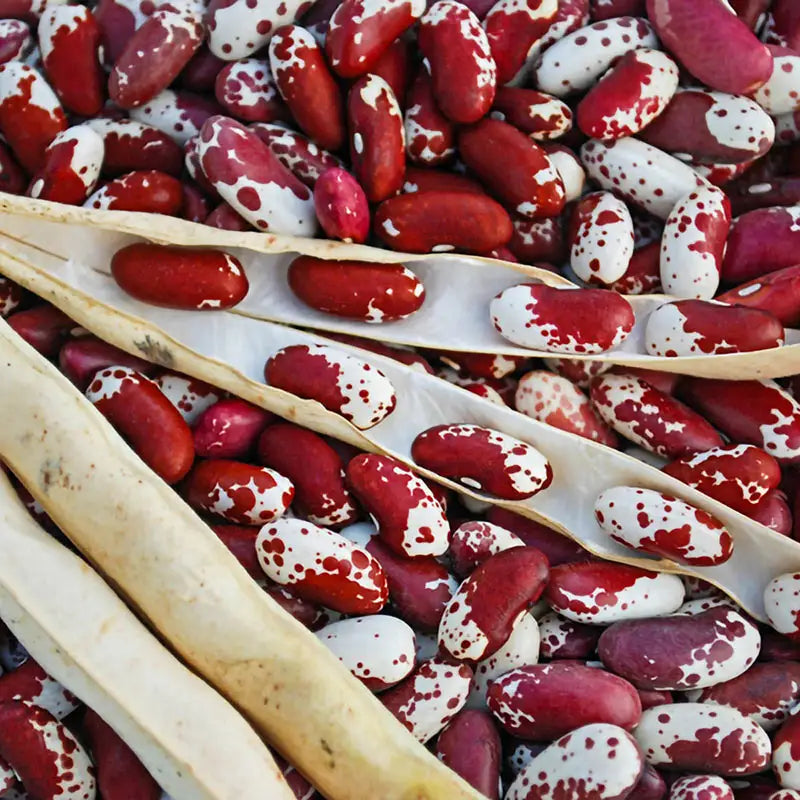 Red Shell Seeds Jacob's Cattle Shell Bean Seeds | Gurney's Seed & Nursery Co.