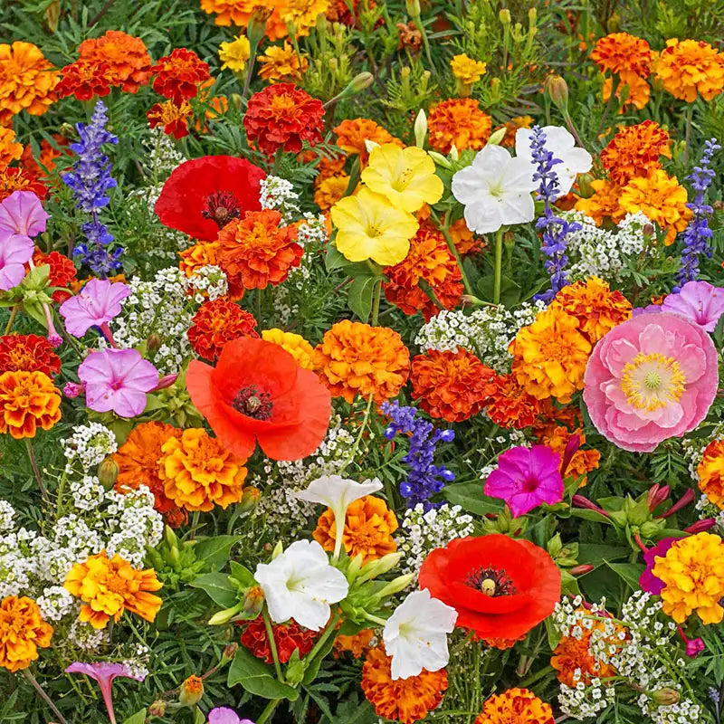 zone 8 wildflower seed mix Deer Resistant Seed Mix