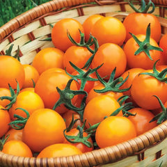 Sungold Hybrid Cherry Tomato | Gurney's Seed & Nursery Co.
