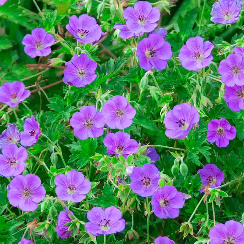buy hardy geranium seeds Rozanne Hardy Geranium