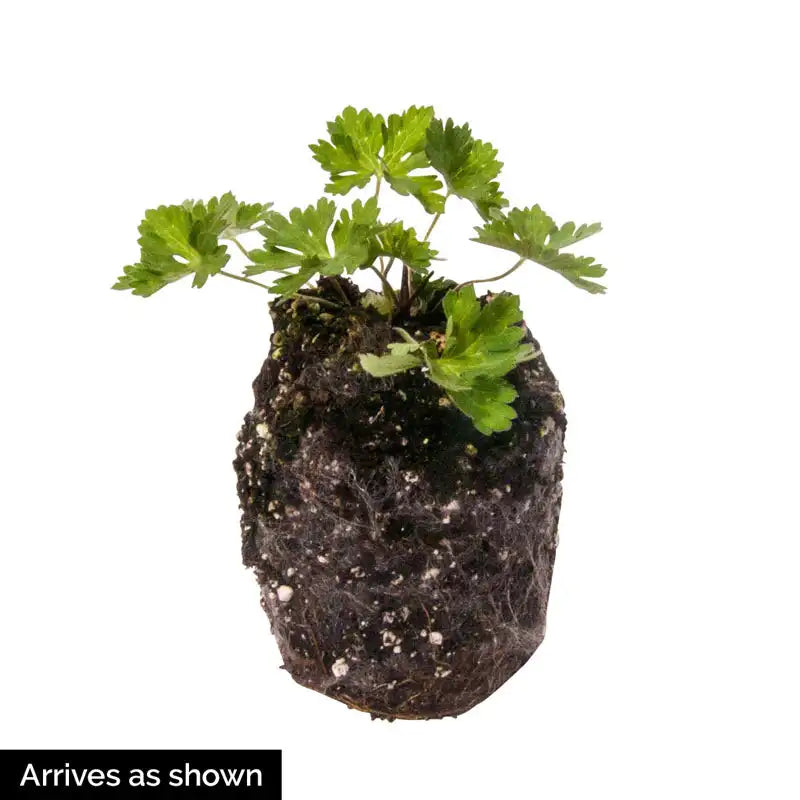hardy geranium rozanne seeds Rozanne Hardy Geranium – Gurney's Seed & Nursery Co