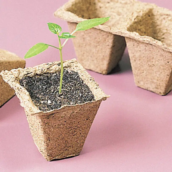 planting in peat pots Square Peat Pots