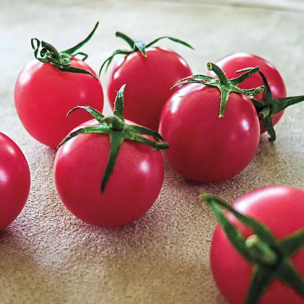 Sweet Treats FFT Hybrid Tomato | Gurney's Seed & Nursery Co.