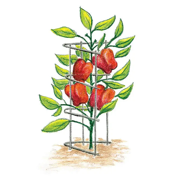 bell pepper plant trellis Pepper and Eggplant Support