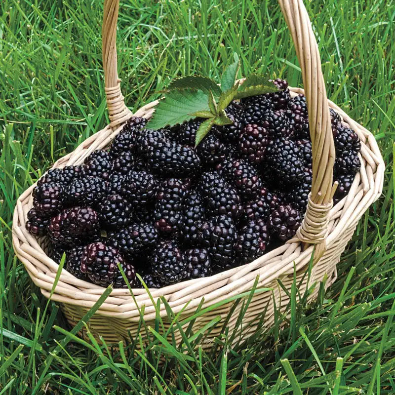 Heaven Can Wait Blackberry Gurney's Seed & Nursery Co.