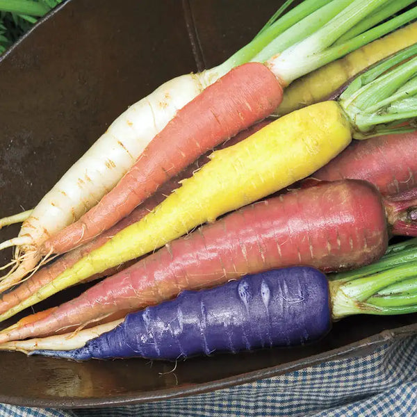 seeds of change garden carrot blend Sunset Mix Carrot