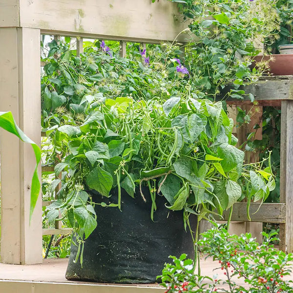 can you plant bush beans in a pot Elegance Bush Bean