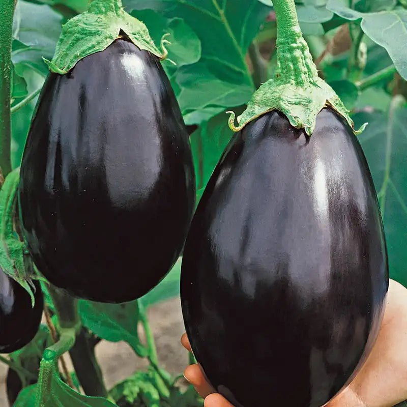 plant eggplant from seed Black Beauty Eggplant: Heirloom Seeds from Gurney's Seed & Nursery Co