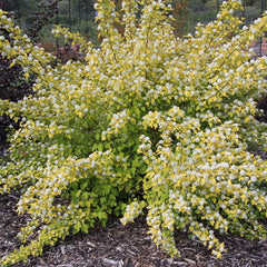Golden Ninebark – Gurney's Seed & Nursery Co.