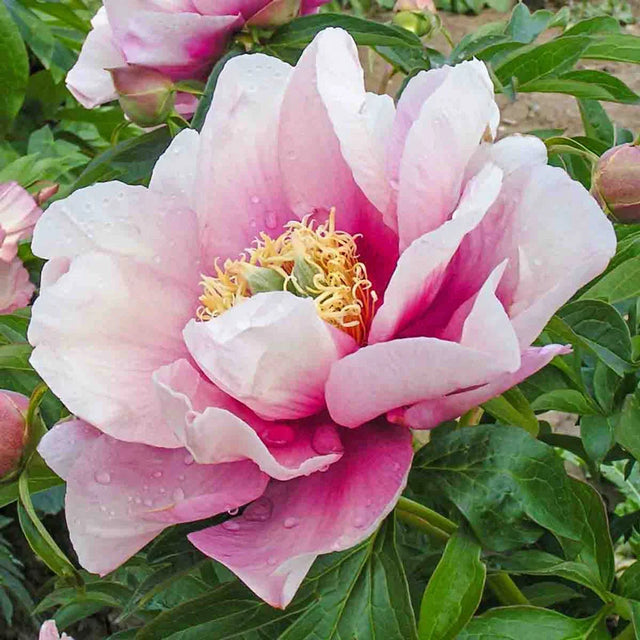 Pastel Lilas Itoh Peony