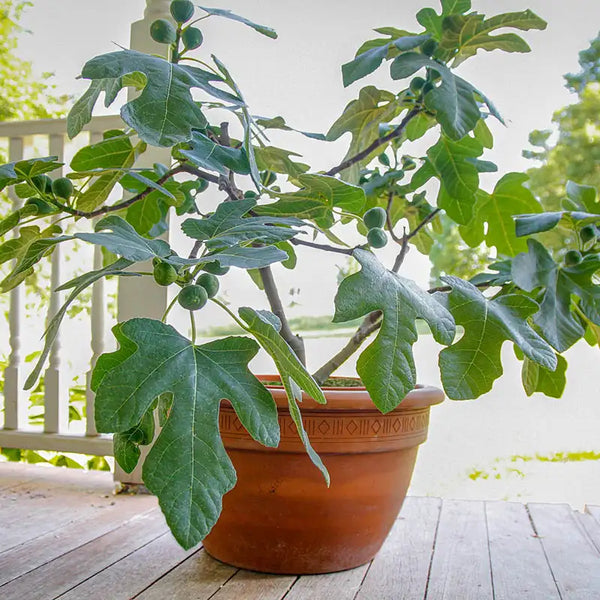plant fig tree in pot Fignomenal Fig Tree